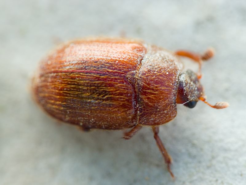 Pocadius ferrugineus (Fabricius, 1775)